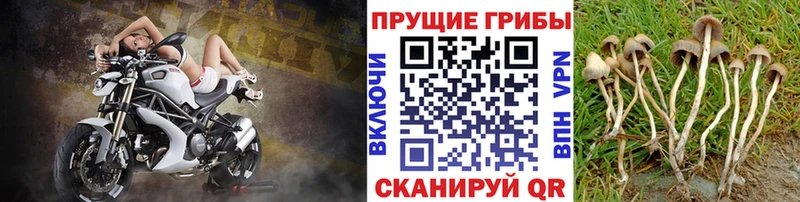 цены наркотик  Нытва  Псилоцибиновые грибы Cubensis 